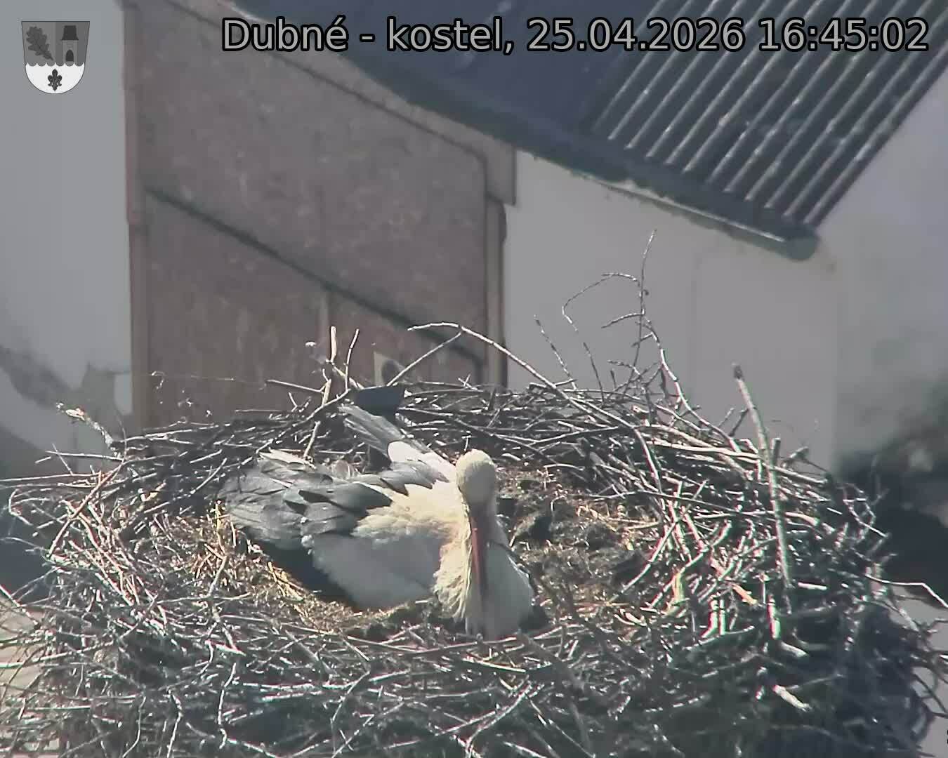 Capi_Dubne_20260425_164502.jpg (1350&nbsp;x&nbsp;1080)