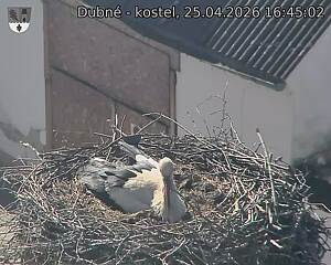 Capi_Dubne_20260425_164502.jpg (1350&nbsp;x&nbsp;1080)