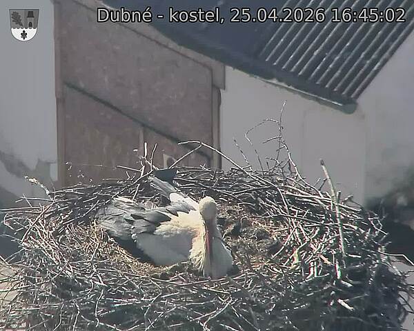 Capi_Dubne_20260425_164502.jpg (1350&nbsp;x&nbsp;1080)