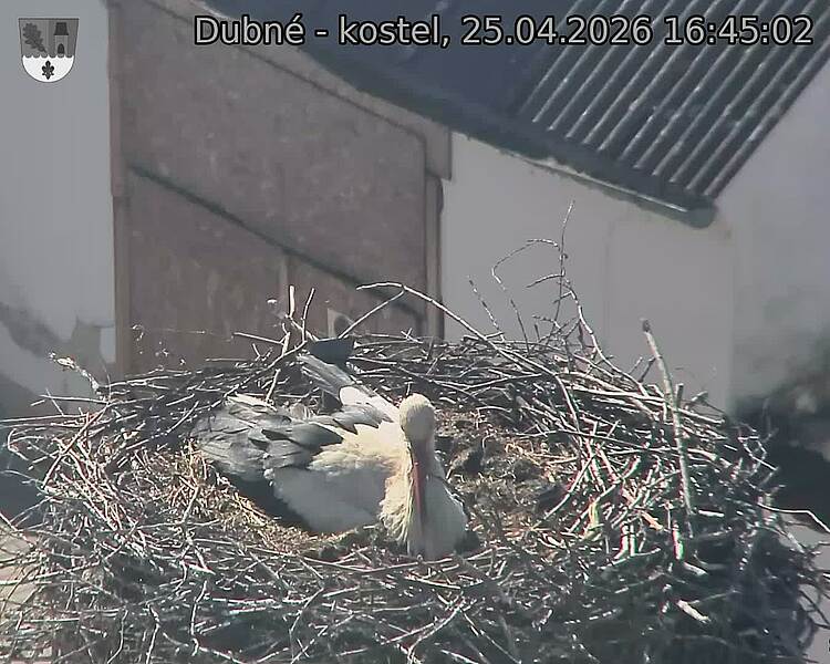 Capi_Dubne_20260425_164502.jpg (1350&nbsp;x&nbsp;1080)