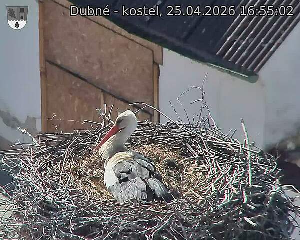 Capi_Dubne_20260425_165502.jpg (1350&nbsp;x&nbsp;1080)