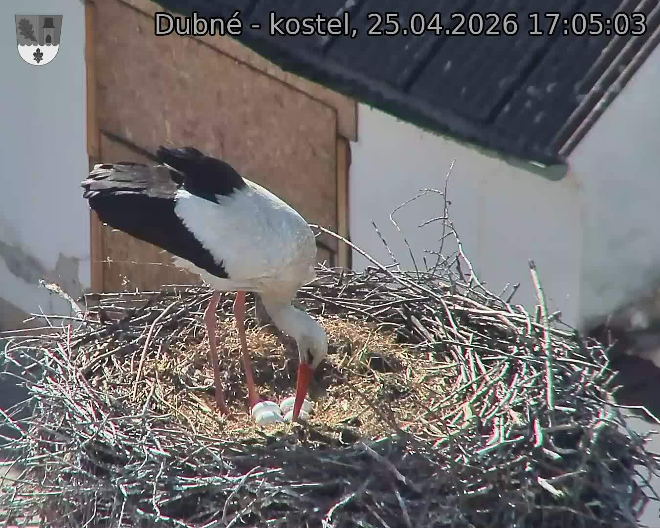 Capi_Dubne_20260425_170503.jpg (1350&nbsp;x&nbsp;1080)
