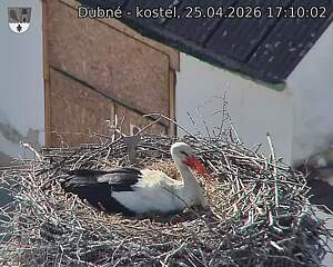 Capi_Dubne_20260425_171002.jpg (1350&nbsp;x&nbsp;1080)