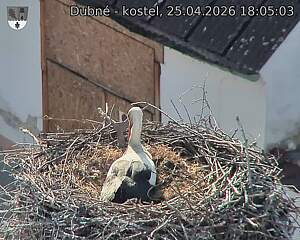 Capi_Dubne_20260425_180503.jpg (1350&nbsp;x&nbsp;1080)