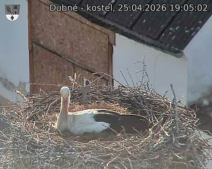 Capi_Dubne_20260425_190502.jpg (1350&nbsp;x&nbsp;1080)