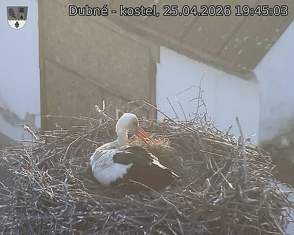 Capi_Dubne_20260425_194503.jpg (1350&nbsp;x&nbsp;1080)