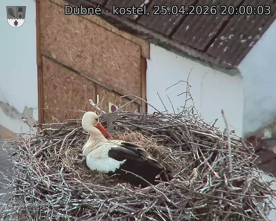 Capi_Dubne_20260425_200003.jpg (1350&nbsp;x&nbsp;1080)