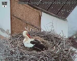 Capi_Dubne_20260425_200003.jpg (1350&nbsp;x&nbsp;1080)