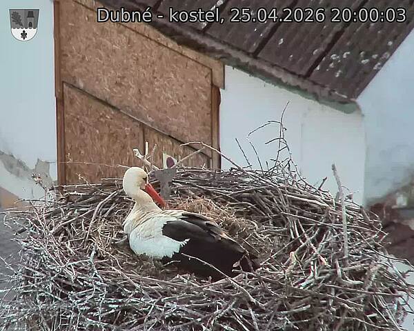 Capi_Dubne_20260425_200003.jpg (1350&nbsp;x&nbsp;1080)