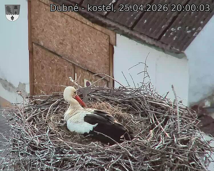 Capi_Dubne_20260425_200003.jpg (1350&nbsp;x&nbsp;1080)