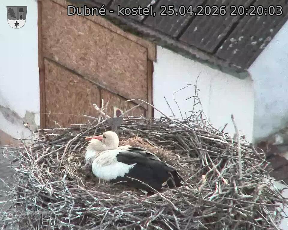 Capi_Dubne_20260425_202003.jpg (1350&nbsp;x&nbsp;1080)