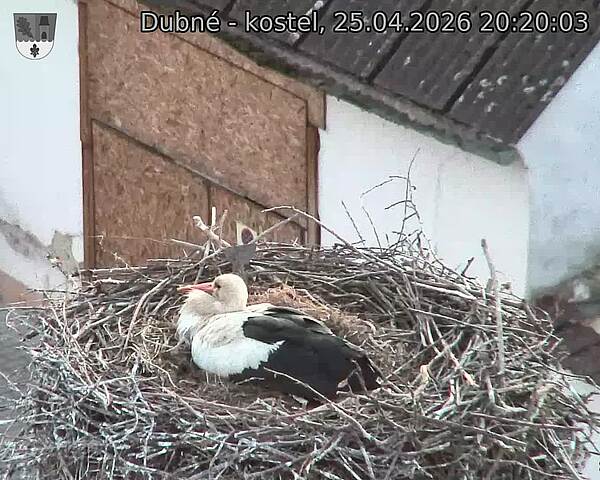 Capi_Dubne_20260425_202003.jpg (1350&nbsp;x&nbsp;1080)