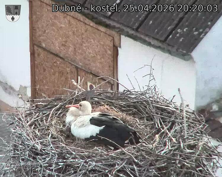 Capi_Dubne_20260425_202003.jpg (1350&nbsp;x&nbsp;1080)