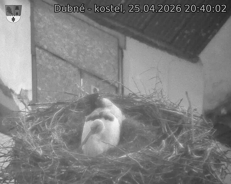 Capi_Dubne_20260425_204002.jpg (1350&nbsp;x&nbsp;1080)