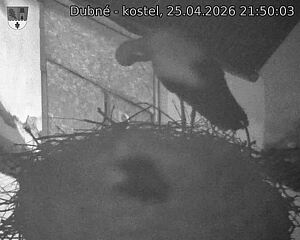 Capi_Dubne_20260425_215003.jpg (1350&nbsp;x&nbsp;1080)