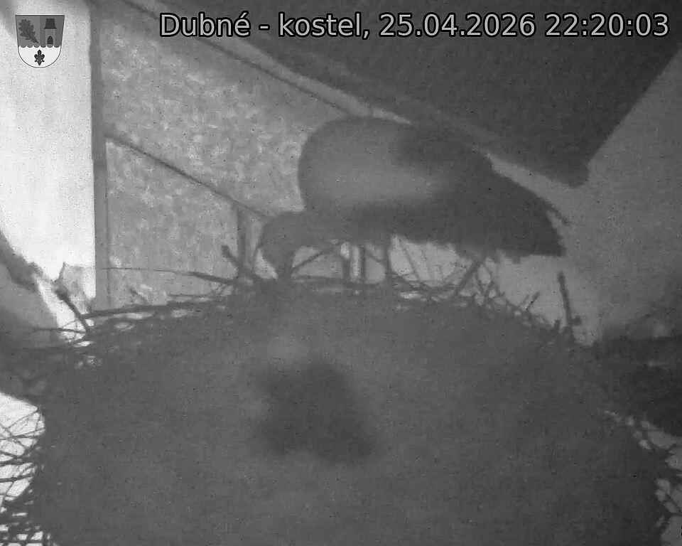 Capi_Dubne_20260425_222003.jpg (1350&nbsp;x&nbsp;1080)