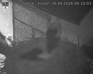 Capi_Dubne_20260426_041003.jpg (1350&nbsp;x&nbsp;1080)