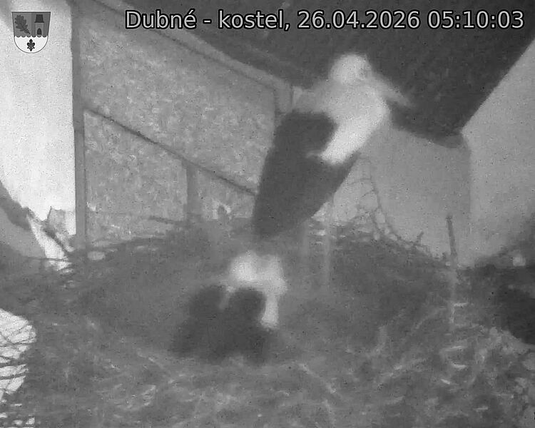 Capi_Dubne_20260426_051004.jpg (1350&nbsp;x&nbsp;1080)