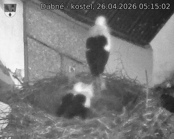 Capi_Dubne_20260426_051502.jpg (1350&nbsp;x&nbsp;1080)
