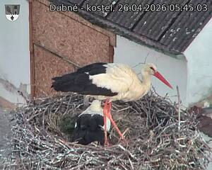 Capi_Dubne_20260426_054503.jpg (1350&nbsp;x&nbsp;1080)