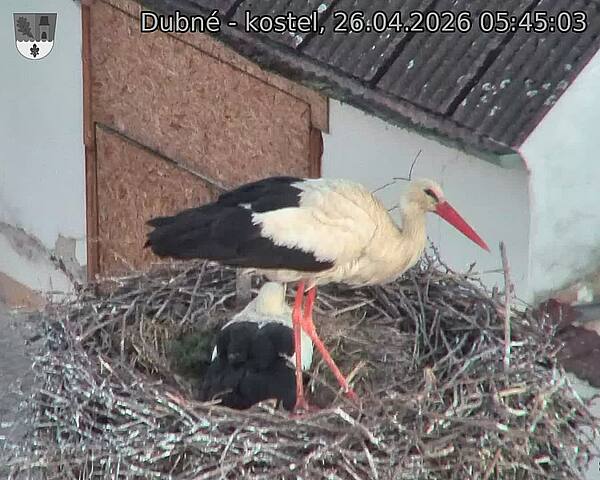 Capi_Dubne_20260426_054503.jpg (1350&nbsp;x&nbsp;1080)