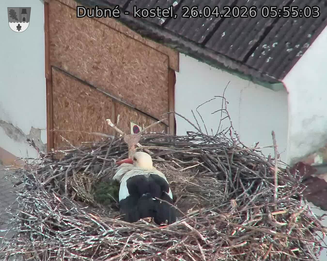 Capi_Dubne_20260426_055503.jpg (1350&nbsp;x&nbsp;1080)