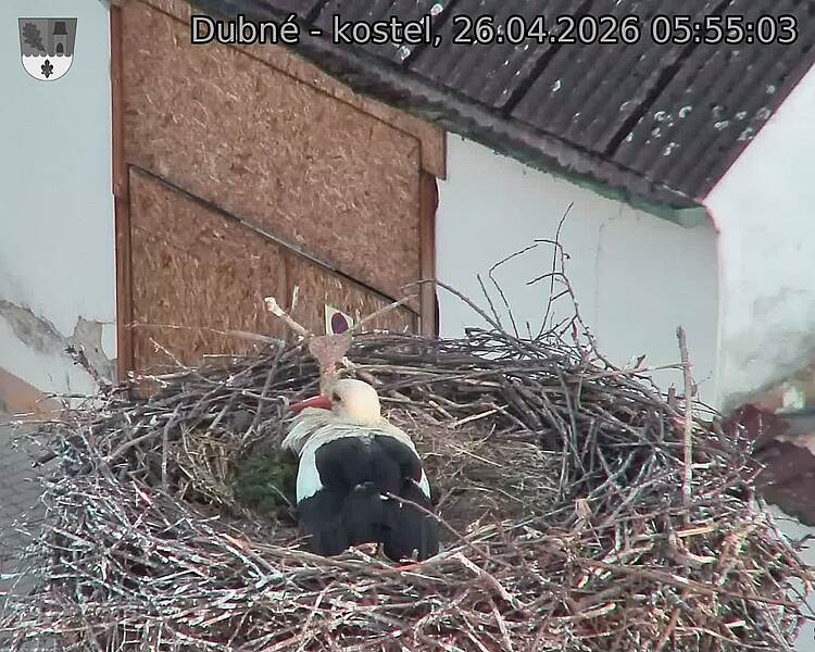 Capi_Dubne_20260426_055503.jpg (1350&nbsp;x&nbsp;1080)