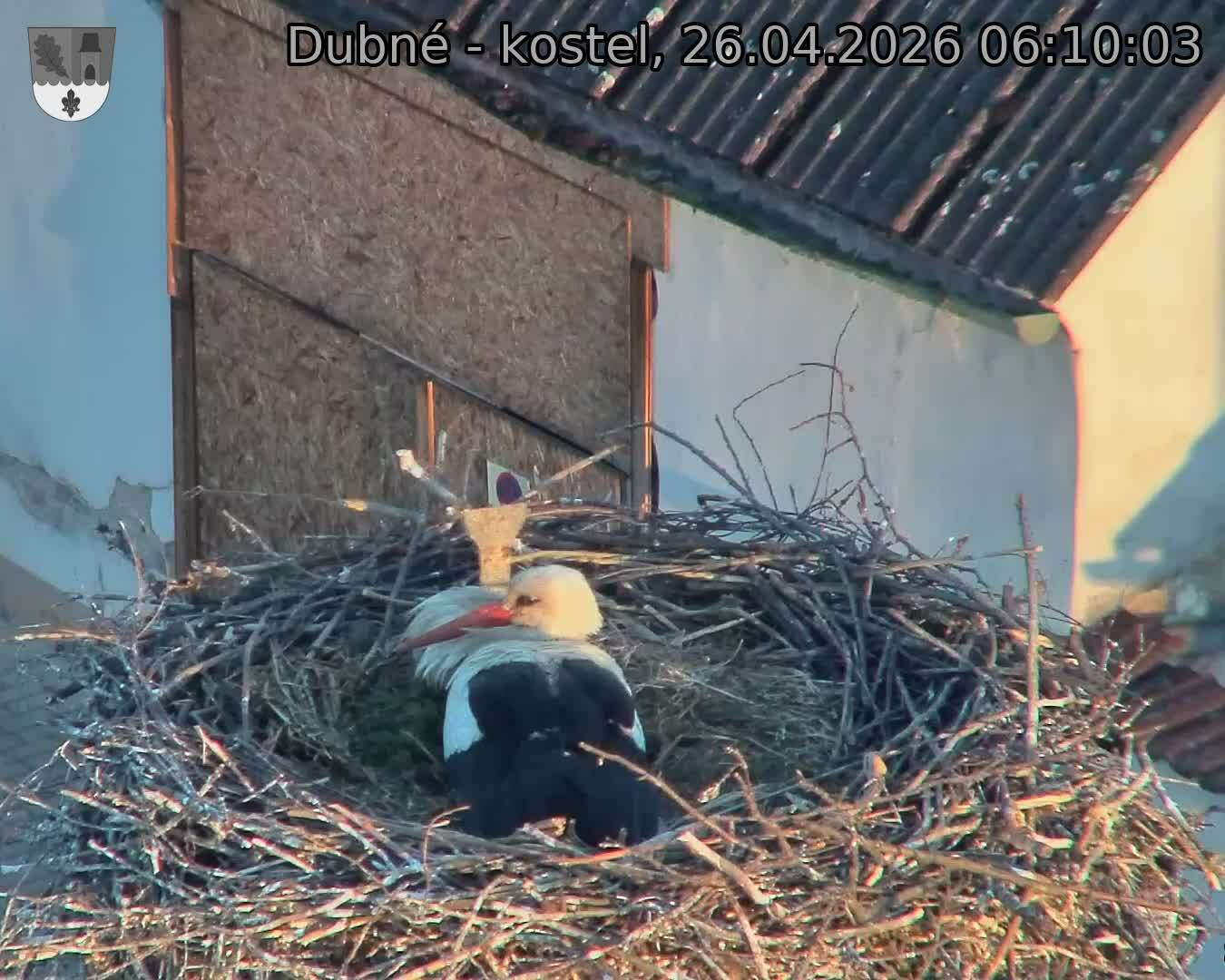 Capi_Dubne_20260426_061003.jpg (1350&nbsp;x&nbsp;1080)