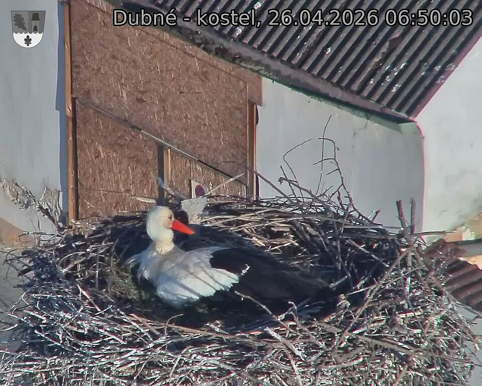 Capi_Dubne_20260426_065003.jpg (1350&nbsp;x&nbsp;1080)