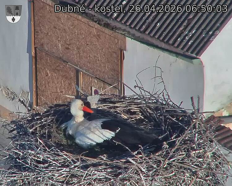 Capi_Dubne_20260426_065003.jpg (1350&nbsp;x&nbsp;1080)