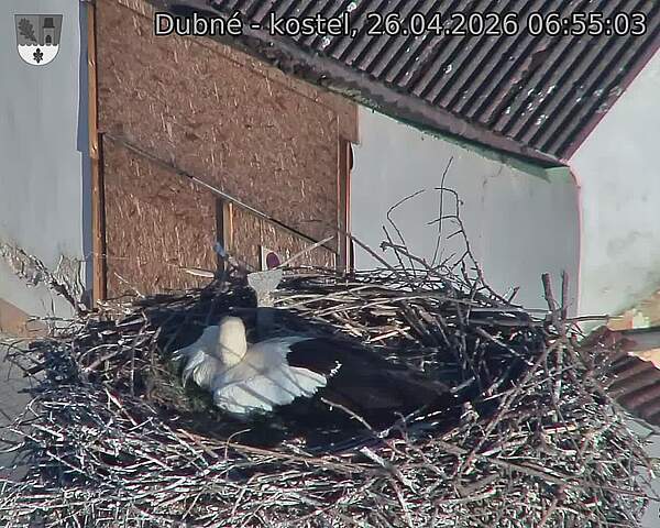 Capi_Dubne_20260426_065503.jpg (1350&nbsp;x&nbsp;1080)