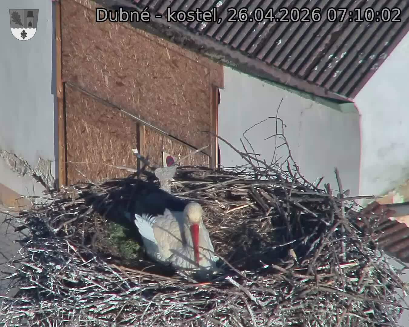 Capi_Dubne_20260426_071002.jpg (1350&nbsp;x&nbsp;1080)