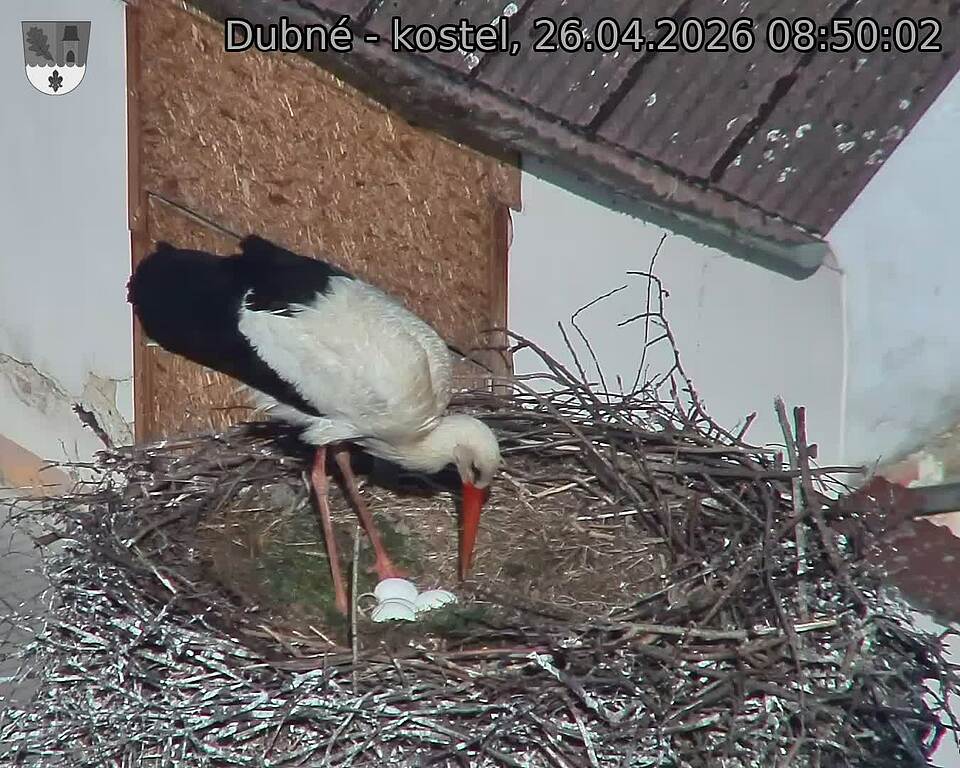 Capi_Dubne_20260426_085002.jpg (1350&nbsp;x&nbsp;1080)