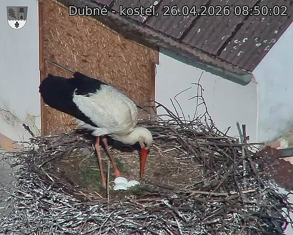 Capi_Dubne_20260426_085002.jpg (1350&nbsp;x&nbsp;1080)