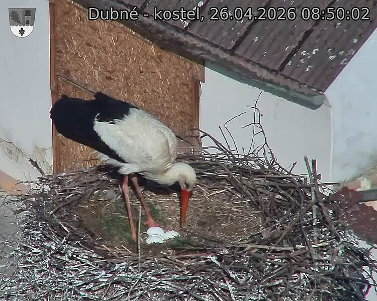 Capi_Dubne_20260426_085002.jpg (1350&nbsp;x&nbsp;1080)