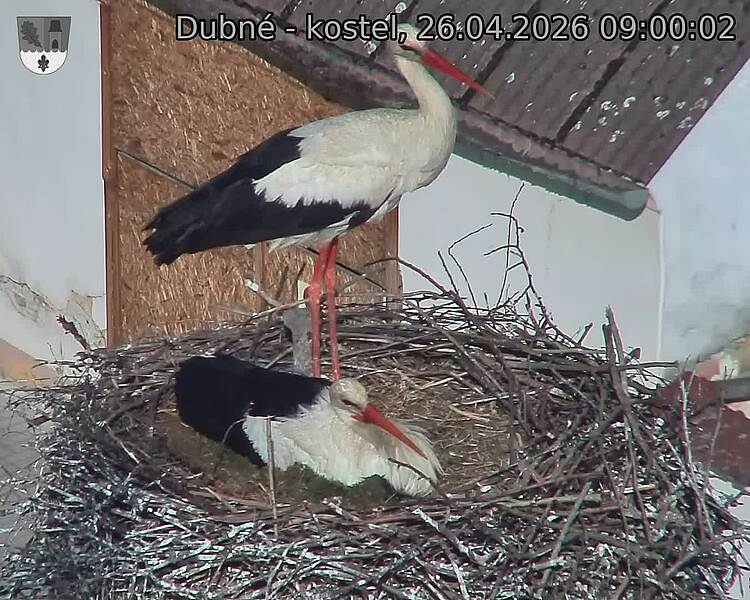 Capi_Dubne_20260426_090002.jpg (1350&nbsp;x&nbsp;1080)