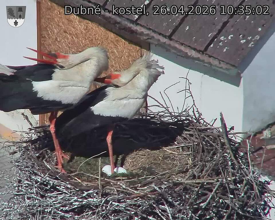 Capi_Dubne_20260426_103502.jpg (1350&nbsp;x&nbsp;1080)