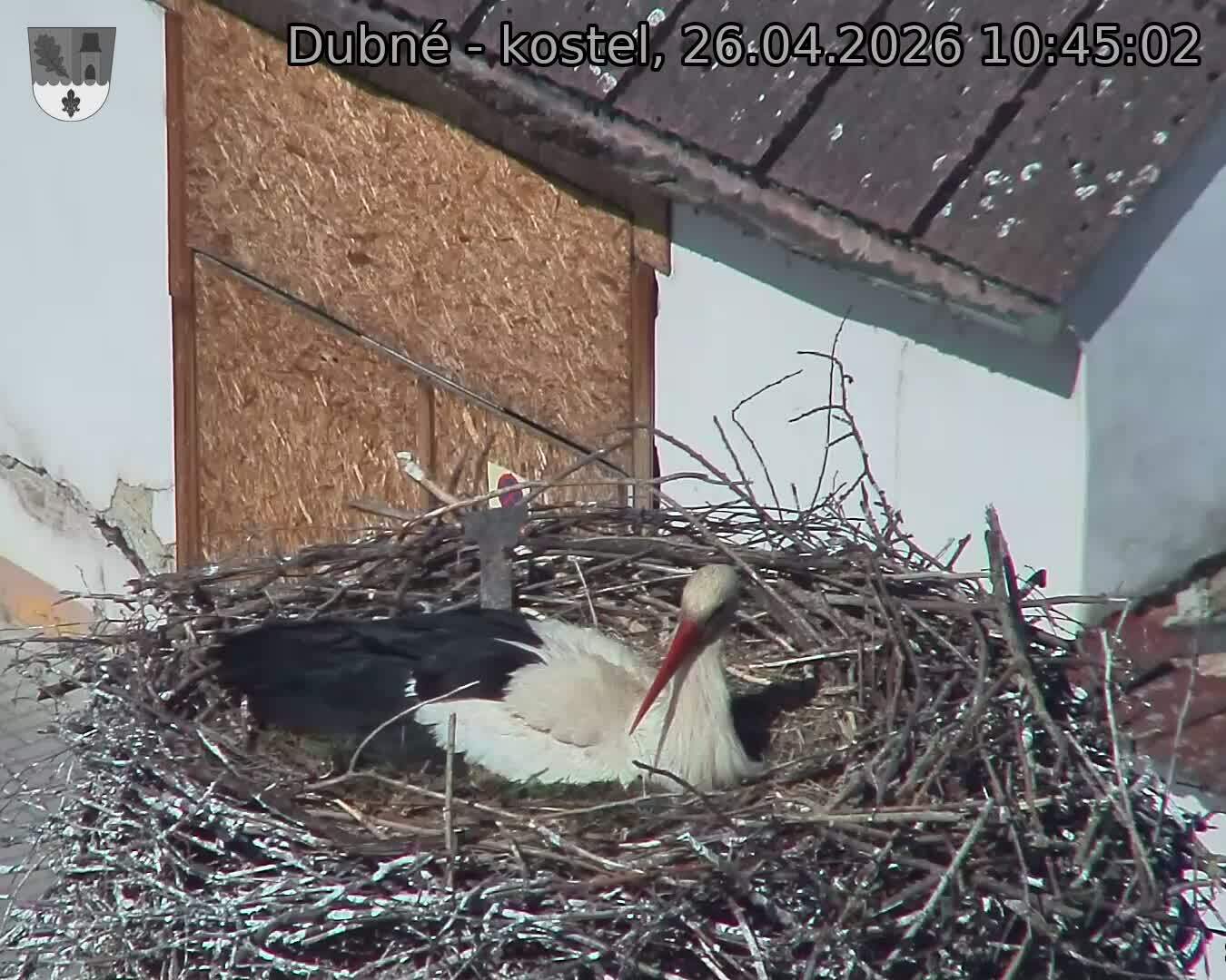 Capi_Dubne_20260426_104502.jpg (1350&nbsp;x&nbsp;1080)