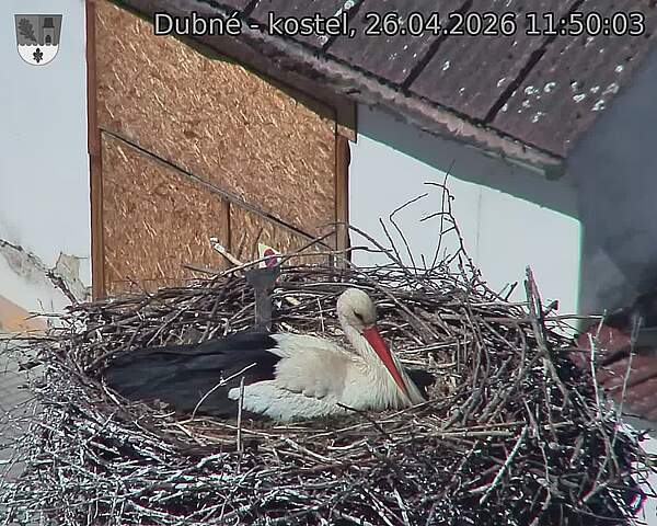 Capi_Dubne_20260426_115003.jpg (1350&nbsp;x&nbsp;1080)