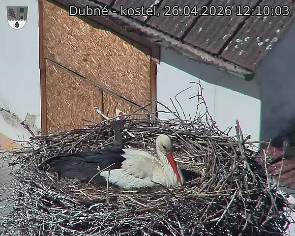 Capi_Dubne_20260426_121003.jpg (1350&nbsp;x&nbsp;1080)