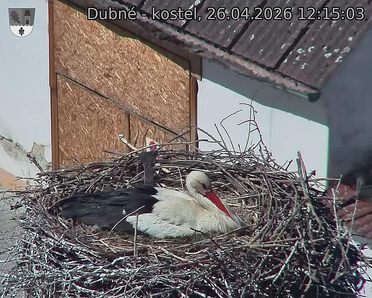 Capi_Dubne_20260426_121503.jpg (1350&nbsp;x&nbsp;1080)