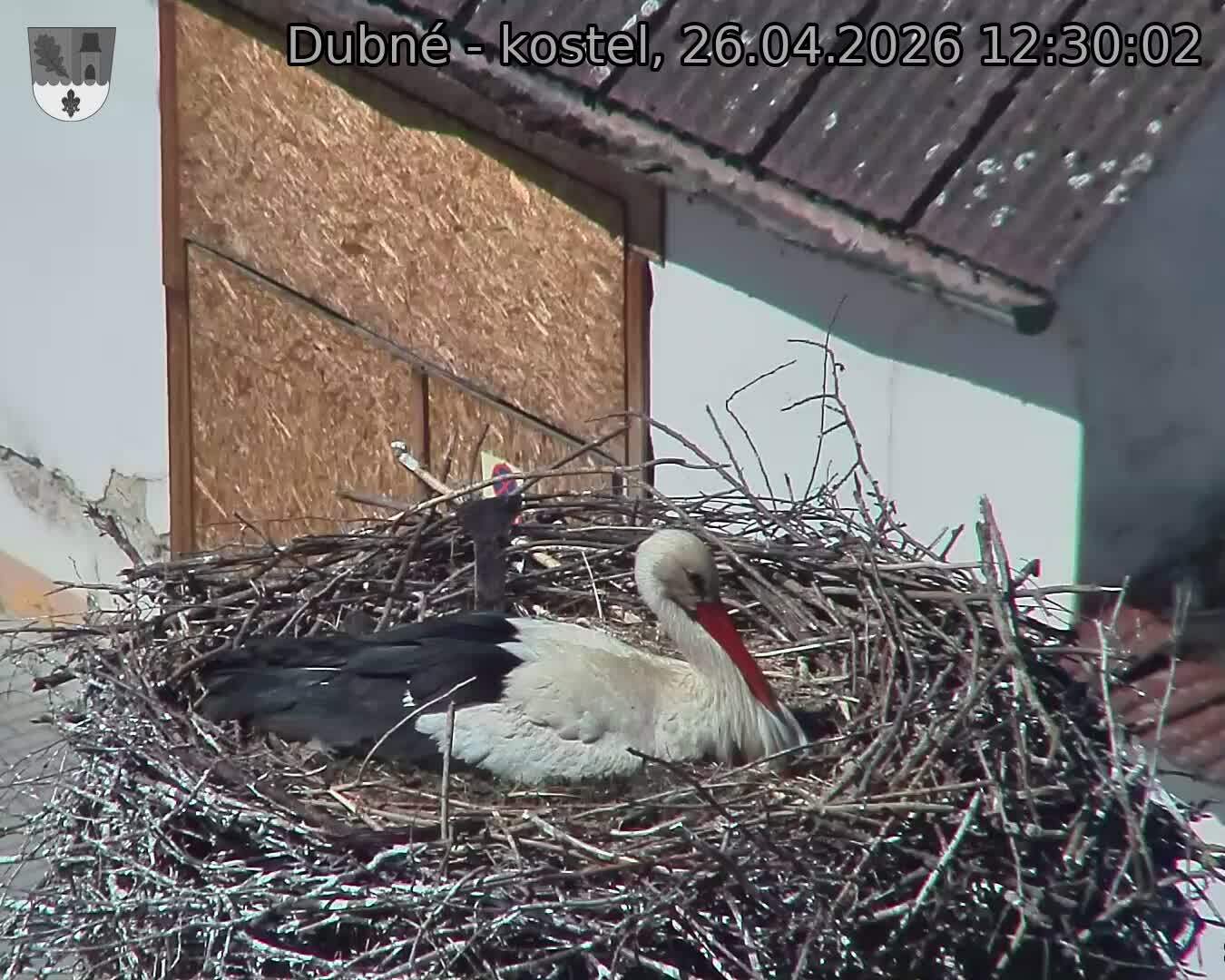 Capi_Dubne_20260426_123002.jpg (1350&nbsp;x&nbsp;1080)