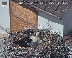 Capi_Dubne_20260426_125502.jpg (1350&nbsp;x&nbsp;1080)