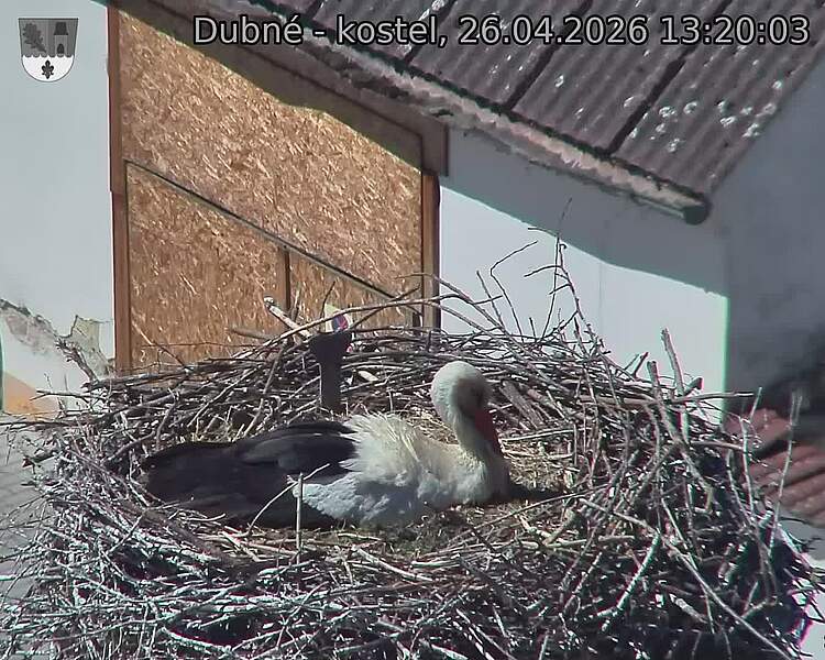 Capi_Dubne_20260426_132003.jpg (1350&nbsp;x&nbsp;1080)