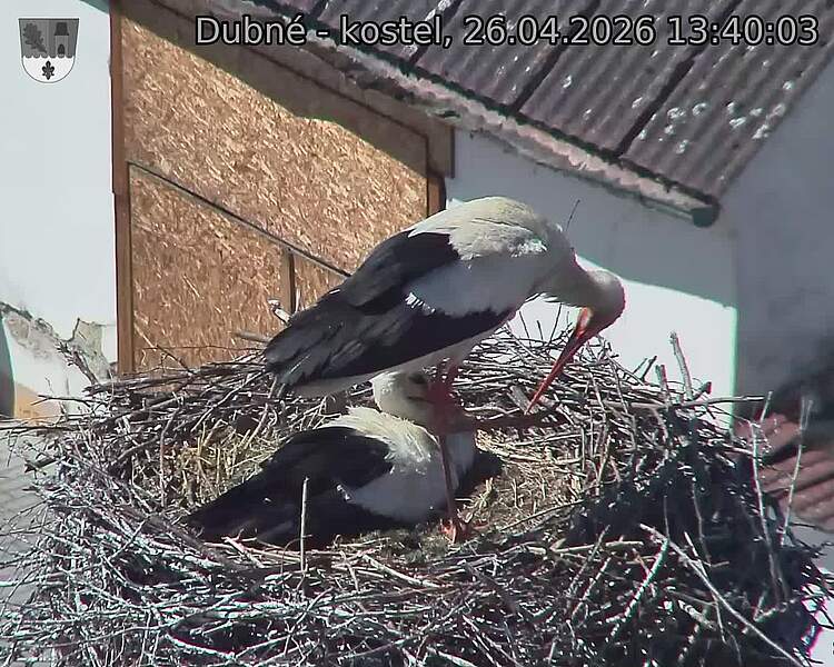 Capi_Dubne_20260426_134003.jpg (1350&nbsp;x&nbsp;1080)