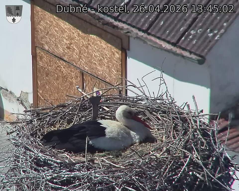 Capi_Dubne_20260426_134502.jpg (1350&nbsp;x&nbsp;1080)