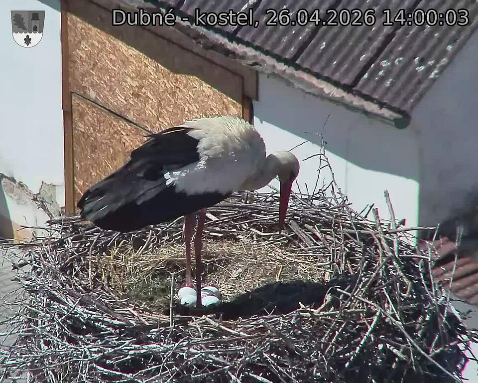 Capi_Dubne_20260426_140003.jpg (1350&nbsp;x&nbsp;1080)