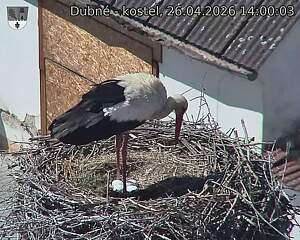 Capi_Dubne_20260426_140003.jpg (1350&nbsp;x&nbsp;1080)