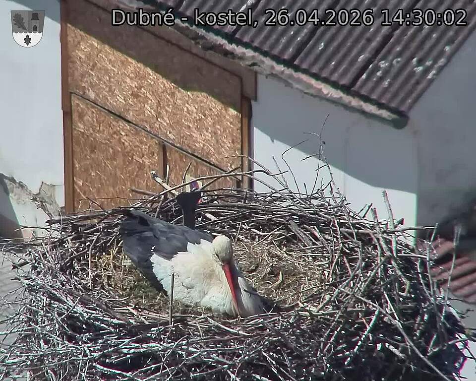 Capi_Dubne_20260426_143002.jpg (1350&nbsp;x&nbsp;1080)