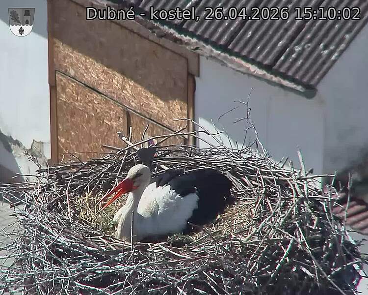 Capi_Dubne_20260426_151002.jpg (1350&nbsp;x&nbsp;1080)